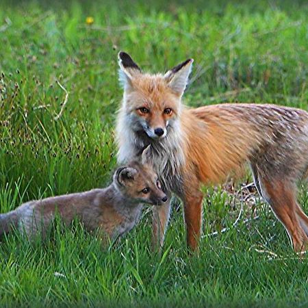 Fox Den Lodge Вест-Йеллоустоун Екстер'єр фото