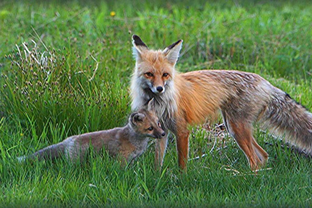 Fox Den Lodge Вест-Йеллоустоун Екстер'єр фото